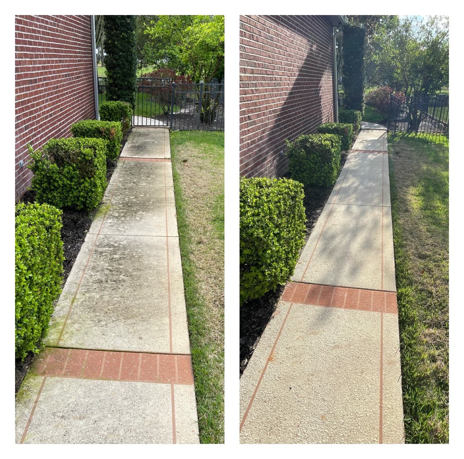 Concrete walkway before and after pressure washing — algae and staining removed, brick accent pavers restored, Jacksonville, FL